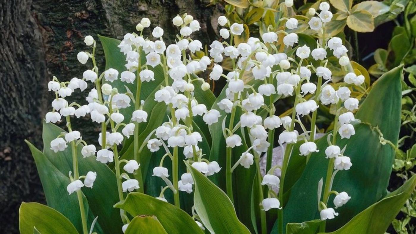1e mai